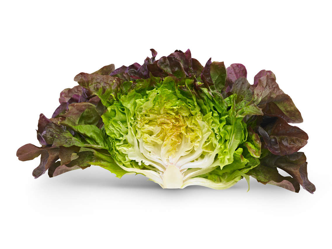 Eichblatt Salat